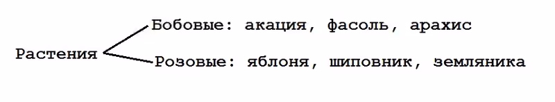 акация это фасоль