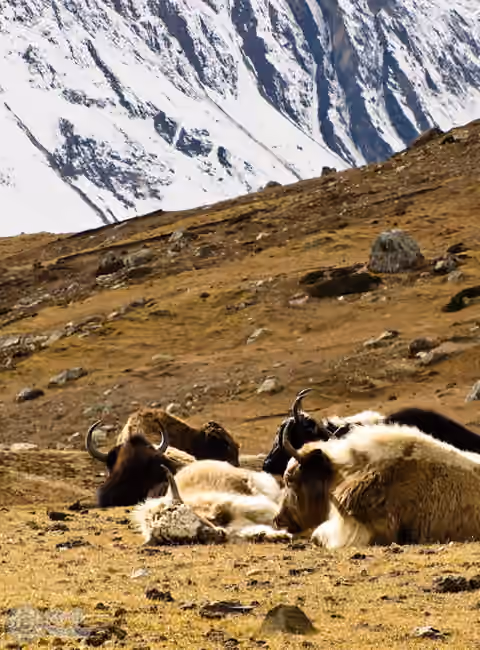 yak rookery Yaks in den Bergen