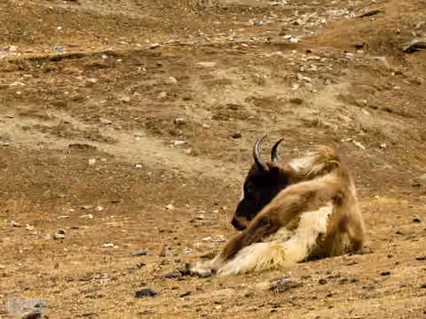 yak ruht