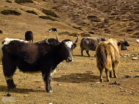 es ist eigentlich nur eine haarige Kuh nur Kühe
