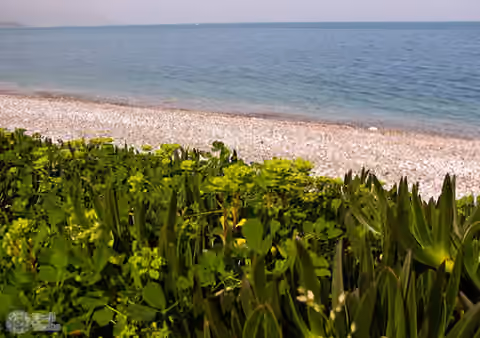 зелень и море зелень