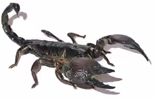 мене вкусив скорпіон