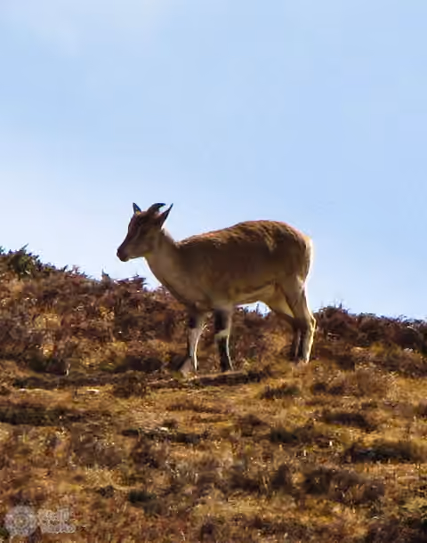Bergziege denkt nicht ans Weglaufen - Menschen hier sind nicht schneller als eine Schnecke Bergziege